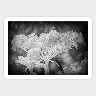 Cow Parsnip Infrared by Debra Martz Sticker